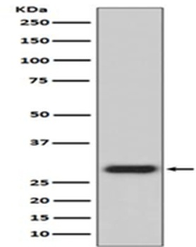 Anti-GFP Rabbit Monoclonal Antibody