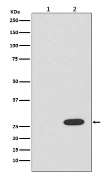 Anti-RFP rfp1 Rabbit Monoclonal Antibody