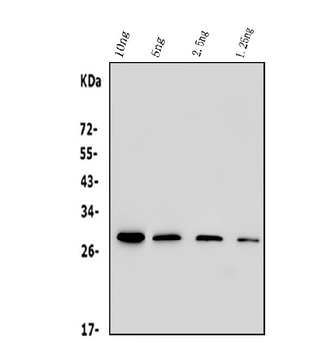 Anti-His Tag Antibody (monoclonal, 19b10)
