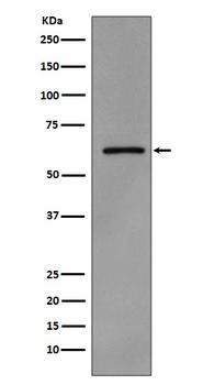 Phospho-Src (Y419) Monoclonal Antibody