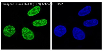 Phospho-Histone H2A.X (S139) H2AFX Monoclonal Antibody