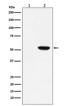 Phospho-MLKL (S358) Monoclonal Antibody