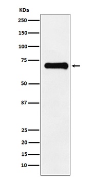 Phospho-PAK4 + PAK5 + PAK6 (S474 + S560 + S602) Monoclonal Antibody