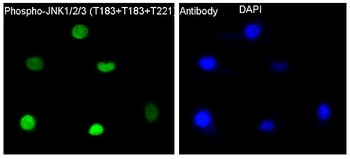 Phospho-JNK1/2/3 (T183+T183+T221) MAPK8 Monoclonal Antibody