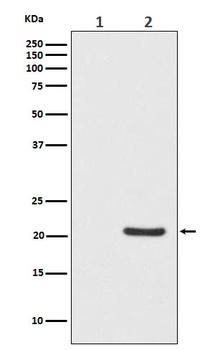 Phospho-Bad (S112) Monoclonal Antibody