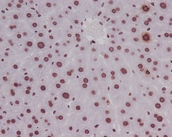 Anti-Phospho-Histone H3 (S10) HIST1H3A Rabbit Monoclonal Antibody