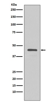 Anti-V5-Tag Rabbit Monoclonal Antibody