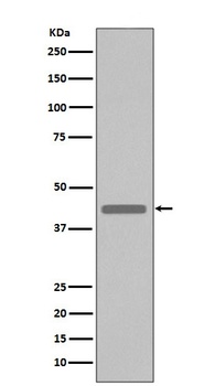 Anti-VSV-G-Tag Rabbit Monoclonal Antibody