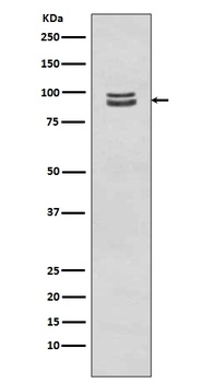 Phospho-STAT3 (S727) Rabbit Monoclonal Antibody