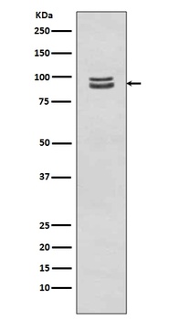 Anti-Phospho-STAT3 (S727) Rabbit Monoclonal Antibody
