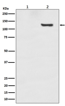 Anti-Phospho-SIRT1 (T530) Rabbit Monoclonal Antibody