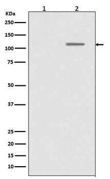 Phospho-SIRT1 (S47) Rabbit Monoclonal Antibody