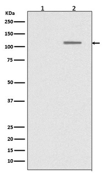 Anti-Phospho-SIRT1 (S47) Rabbit Monoclonal Antibody