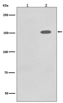 Phospho-EGFR (Y1086) Rabbit Monoclonal Antibody