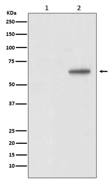 Phospho-AKT1 (T450) Rabbit Monoclonal Antibody