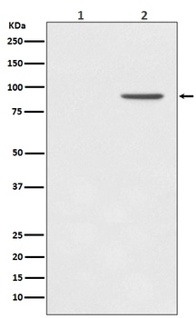 Phospho-STAT1 (Y701) Rabbit Monoclonal Antibody