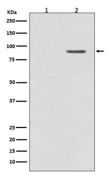 Phospho-B Raf (T401) Rabbit Monoclonal Antibody