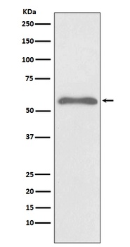 Phospho-Smad2 (S255) Rabbit Monoclonal Antibody