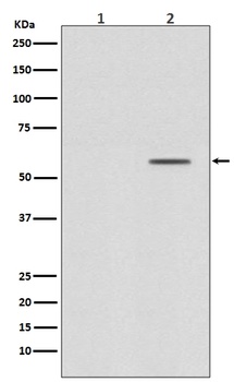 Phospho-Smad2 (S250) Rabbit Monoclonal Antibody