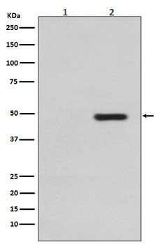 Anti-Phospho-Tau (T231) MAPT Rabbit Monoclonal Antibody