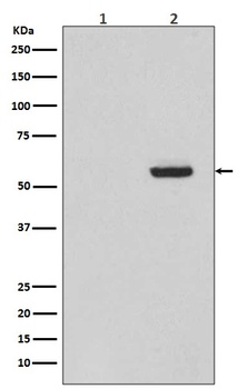 Anti-Phospho-Tau (S396) MAPT Rabbit Monoclonal Antibody
