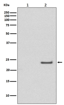 Phospho-Rac1/Cdc42 (Ser71) Rabbit Monoclonal Antibody