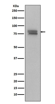 Phospho-v-Myb + c-Myb (S11) Rabbit Monoclonal Antibody