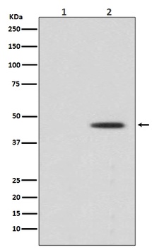 Phospho-MEK1 (S298) MAP2K1 Rabbit Monoclonal Antibody