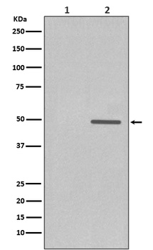 Phospho-Cyclin E1 (T77) CCNE1 Rabbit Monoclonal Antibody