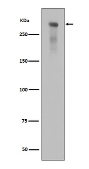Anti-Phospho-DNA PKcs (S2056) PRKDC Rabbit Monoclonal Antibody