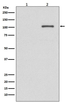 Phospho-IRE1 (S724) ERN1 Rabbit Monoclonal Antibody