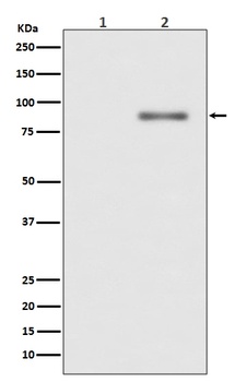 Phospho-PKC alpha (T638) PRKCA Rabbit Monoclonal Antibody