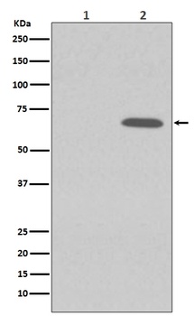 Phospho-AMPK alpha 1 (S496) PRKAA1 Rabbit Monoclonal Antibody