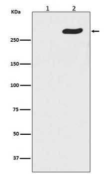 Anti-Phospho-POLR2A (S5) Rabbit Monoclonal Antibody