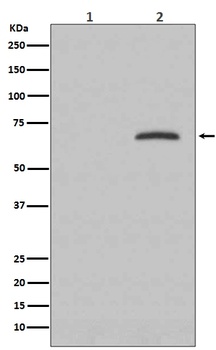 Phospho-Paxillin (Y118) PXN Rabbit Monoclonal Antibody
