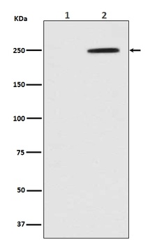Phospho-GCN2 (T899) EIF2AK4 Rabbit Monoclonal Antibody