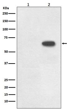 Phospho-Cdc6 (S54) Rabbit Monoclonal Antibody