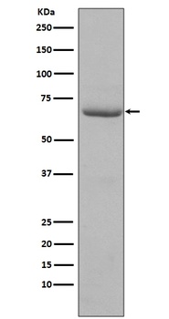 Anti-Phospho-PKR (T446) EIF2AK2 Rabbit Monoclonal Antibody