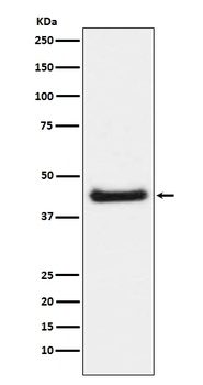 Anti-Phospho-c-Jun (S63) Rabbit Monoclonal Antibody