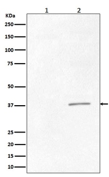 Phospho-CrkII (Tyr221) Rabbit Monoclonal Antibody