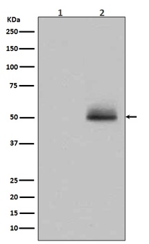 Phospho-GSK3 (alpha + beta) (Y216 + Y279) GSK3A Rabbit Monoclonal Antibody