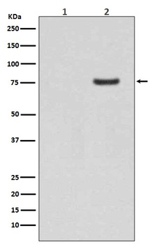 Phospho-Synapsin I (S9) Rabbit Monoclonal Antibody
