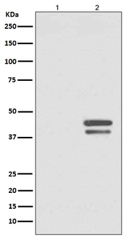 Anti-Phospho-JunD (S255) Rabbit Monoclonal Antibody