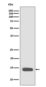 Histone H2B (acetyl K20) HIST1H2BB Rabbit Monoclonal Antibody