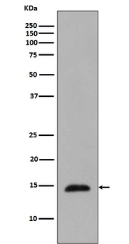 Phospho-Histone H2B (T129) HIST1H2BC Rabbit Monoclonal Antibody