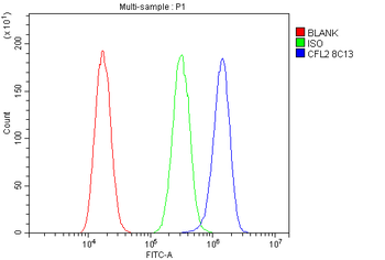 Anti-Cofilin 2/CFL2 Antibody (monoclonal, 8C13)