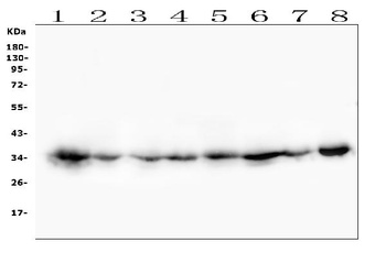 CDK1 Antibody (monoclonal, 2G11)