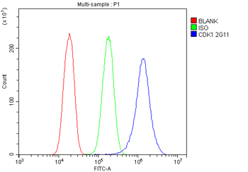 Anti-CDK1 Antibody (monoclonal, 2G11)