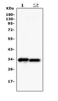 PPCS Antibody (monoclonal, 7G13)