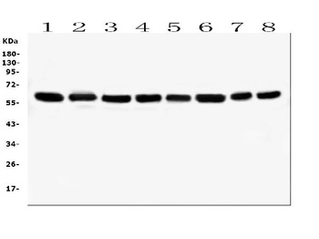 Hsp60/HSPD1 Antibody (monoclonal, 6G2)